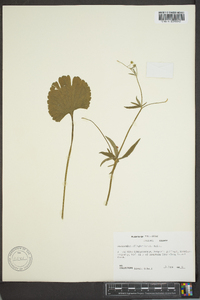 Ranunculus allegheniensis image