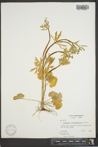 Ranunculus allegheniensis image