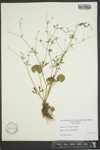 Ranunculus allegheniensis image