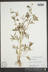 Ranunculus arvensis image