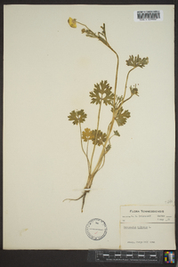 Ranunculus bulbosus image