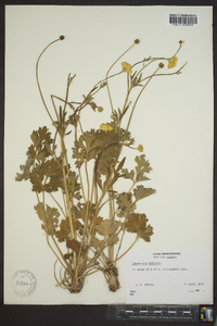 Ranunculus bulbosus image