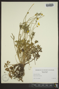 Ranunculus bulbosus image