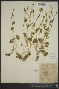 Ranunculus bulbosus image