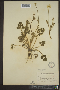 Ranunculus bulbosus image