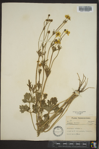 Ranunculus bulbosus image