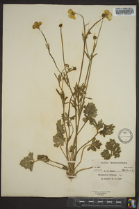 Ranunculus bulbosus image