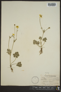 Ranunculus bulbosus image