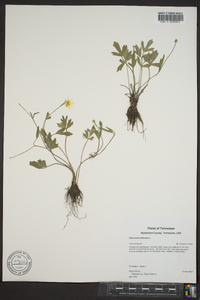 Ranunculus bulbosus image