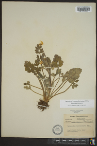 Ranunculus bulbosus image