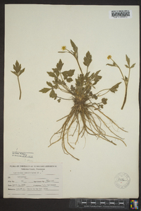 Ranunculus carolinianus image