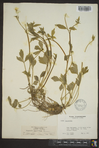 Ranunculus carolinianus image