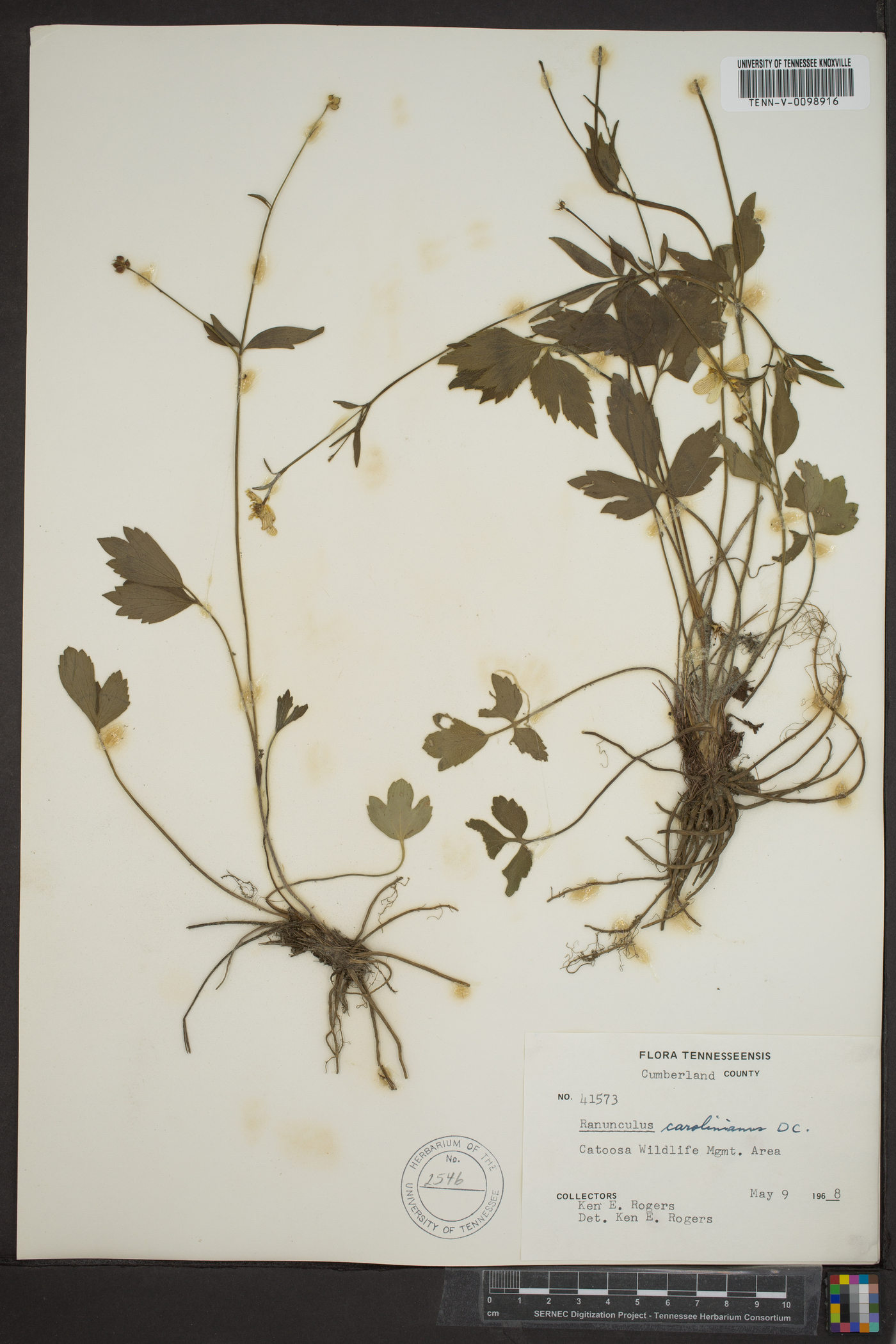 Ranunculus carolinianus image