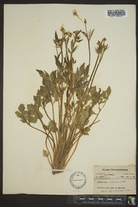 Ranunculus carolinianus image