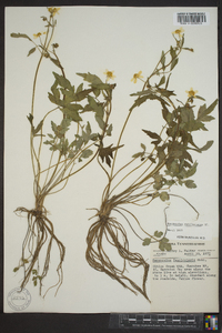 Ranunculus carolinianus image