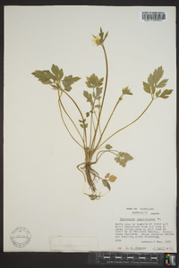 Ranunculus carolinianus image