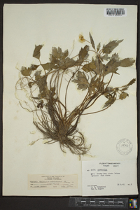 Ranunculus carolinianus image