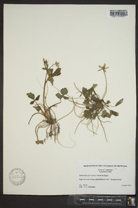 Ranunculus fascicularis image