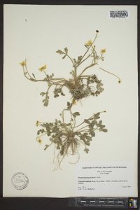 Ranunculus fascicularis image