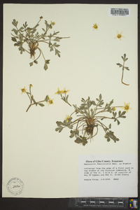 Ranunculus fascicularis image