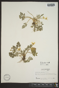 Ranunculus fascicularis image