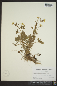 Ranunculus fascicularis image