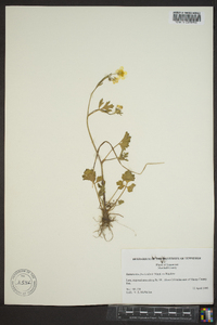 Ranunculus fascicularis image