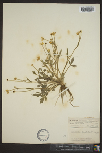 Ranunculus fascicularis image