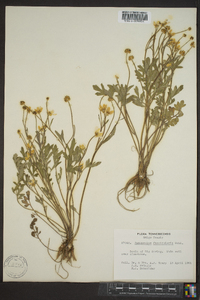 Ranunculus fascicularis image