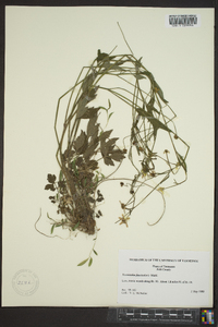 Ranunculus fascicularis image