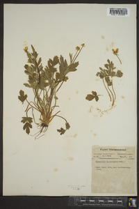 Ranunculus fascicularis image