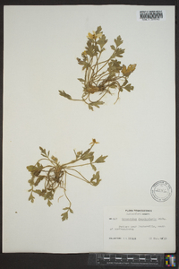 Ranunculus fascicularis image