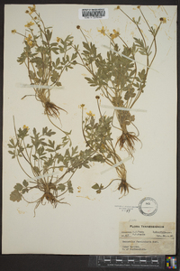 Ranunculus fascicularis image