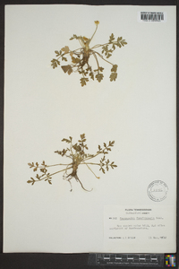 Ranunculus fascicularis image