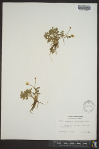 Ranunculus fascicularis image