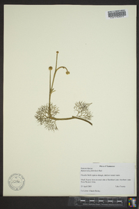 Ranunculus flabellaris image