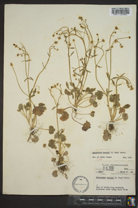 Ranunculus harveyi image