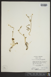 Ranunculus harveyi image