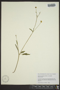 Ranunculus hispidus var. hispidus image