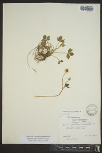 Ranunculus hispidus var. hispidus image