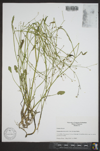 Ranunculus laxicaulis image