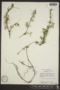 Ranunculus aquatilis var. diffusus image