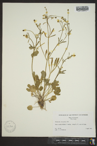 Ranunculus micranthus image