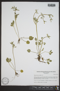 Ranunculus micranthus image