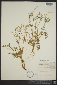 Ranunculus micranthus image