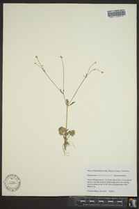 Ranunculus micranthus image