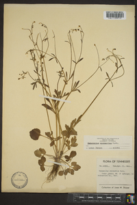 Ranunculus micranthus image