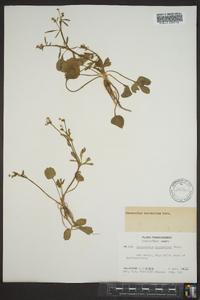 Ranunculus micranthus image