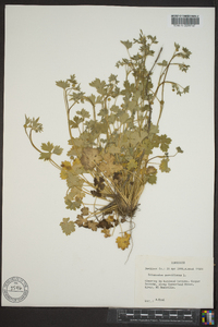 Ranunculus parviflorus image