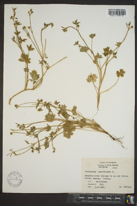 Ranunculus parviflorus image